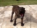 perro