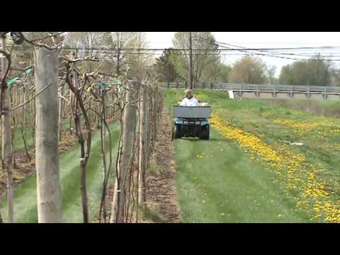how to fertilize muscadine vines