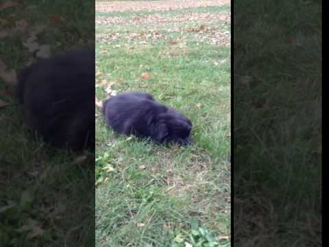 Samson Newfoundland