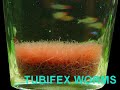 Unknown Lifeform in North Carolina Sewer Possible Explanation