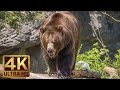 4K ULTRA HD VIDEO OF WILD ANIMALS - 1 HR 4K W ..