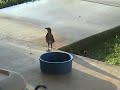 Birds Stealing Dog Food Birds Stealing Dog Food