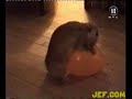 cute rabbit fuck the ball