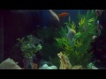 esse é meu aquario de agua docê comunitario, nele existem varias especies de peixes. todos vivendo em harmonia, espero que gostem!!!! 