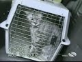 Watch 'Gato hablando, no quiere ir al veterinario'