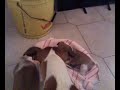 Pepito a 29 gg fa la lotta