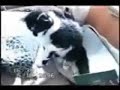 Stupid cat Videos