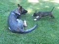 Rooney und DUKE lassens krachen Rooney und DUKE lassens krachen