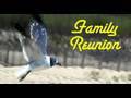 Bird Bits #10--Family Reunion