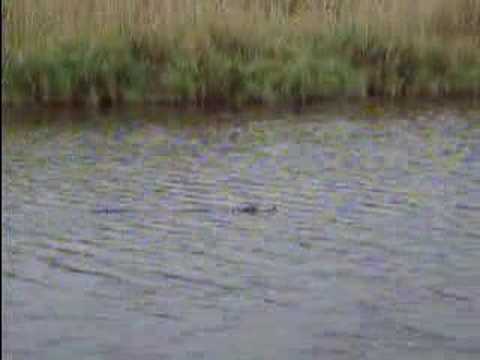 Alligators at Myakka River State Park, Florida 03/20/2008