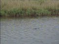 Alligators at Myakka River State Park, Florida 03/20/2008