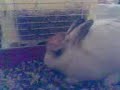 Conejo