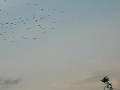 Kaftar Irani 1441 Birds #2