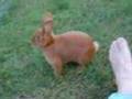 George Bunny's Bad To The Bone Binkys