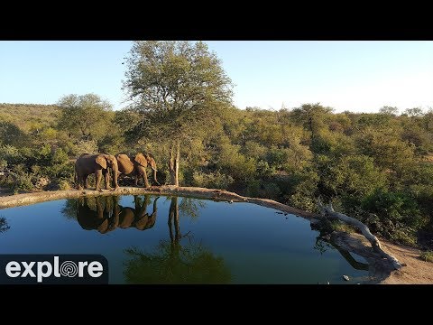 Live-Cam: Wildtiere an einer Wasserstelle in Naled ...