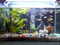 tanque freshwater dos peixes