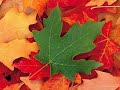 Mahler, Ruckert Lieder 2 - Ich atmet' einen Linden duft