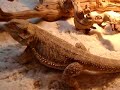 Cleaning and setting up my Bearded Dragon enclosures 5 of 5