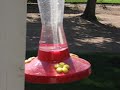Hummingbirds