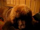 overheated newfie pup
