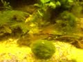 Current main tank. Current main tank.