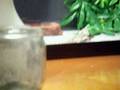 videos de Chill Will eating a moth