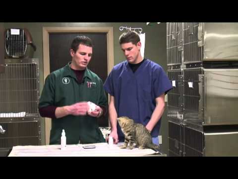 How To Get Rid Of The Smell Of Cat