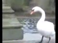 videos de Random Animal Videos