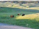 Bison Yellowstone