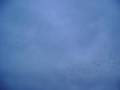 snow goose snow goose