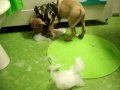 lucifer-12-weeks-old-rednose-pitbull.html