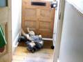 Australian cattle dog having a rub down!!!!!!!!