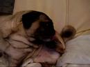 Le chien/chat