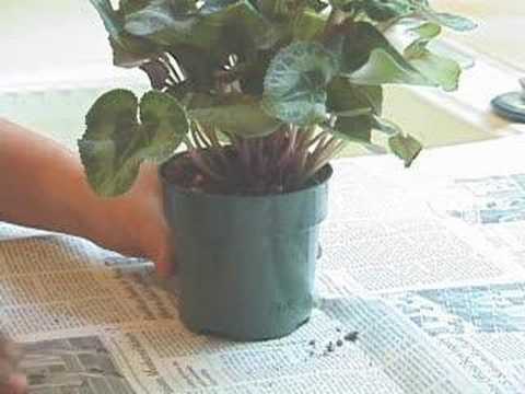 how to treat gnats in houseplants