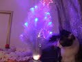 猫と一緒にXmas準備 - Cat and Christmas tree