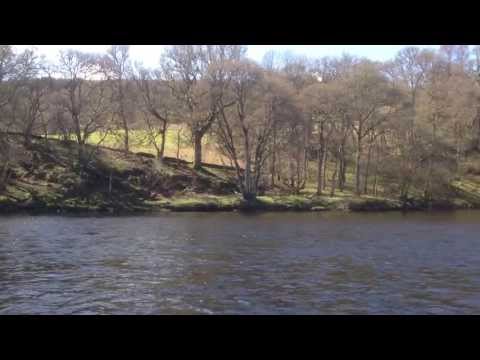Releasing River Tay Salmon