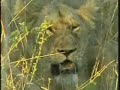 Carcass Over The Fence Attracts Lioness