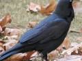 The call of Corvus coronoides