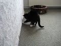 Poedie de Kat