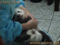 Baby Panda Lying In Worker's Laps - Chengdu Pandas Research Center
