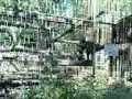 videos de Gorge WildlifePark. Crazy Monkeys