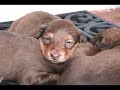Puppy Love Puppy Love