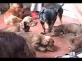 See Video