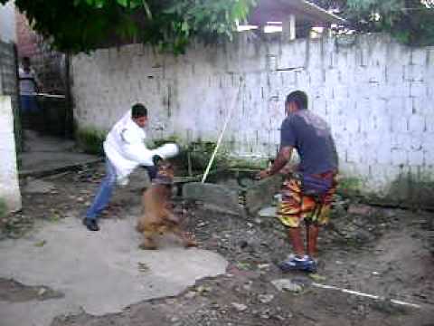 fila brasileiro