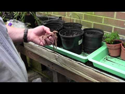 how to transplant a grape vine cutting