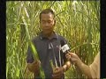 Tanaman Rumput Napier Taiwan-Bisnes plg Untung.siri/2
