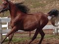 GAMEEL 2010.wmv