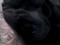 videos de didid roncando parte 2.3gp