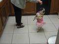 Pug video