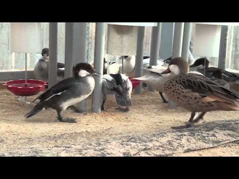 Homemade Duck Feeders... | Page 3 | BackYard Chickens - Learn How to